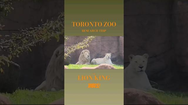 Title card image for video titled Come with me on a little safari at the #torontozoo .. #lionking #Disney #lions #Simba #circleoflife